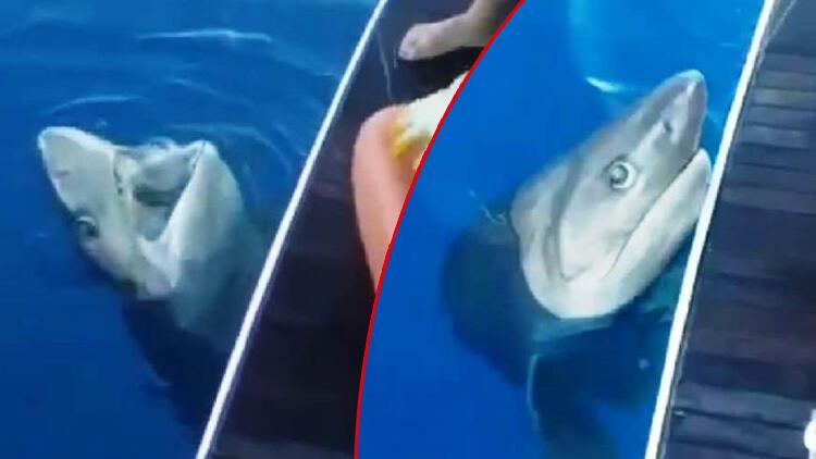 Antalya da oltaya takılan 3 metrelik köpek balığı turistleri şoke