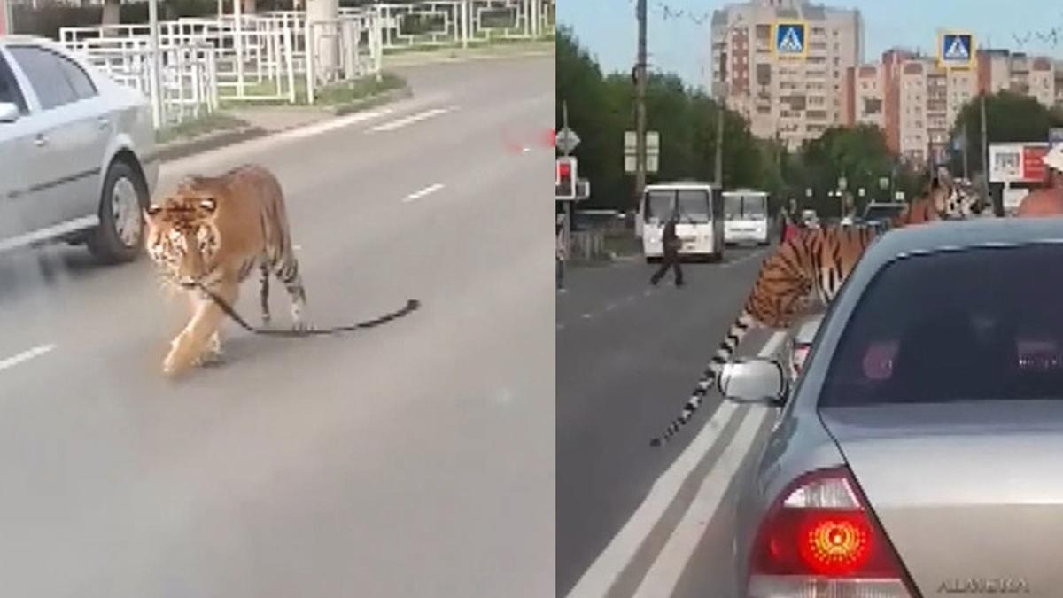 Pələng avtomobili belə tərk etdi