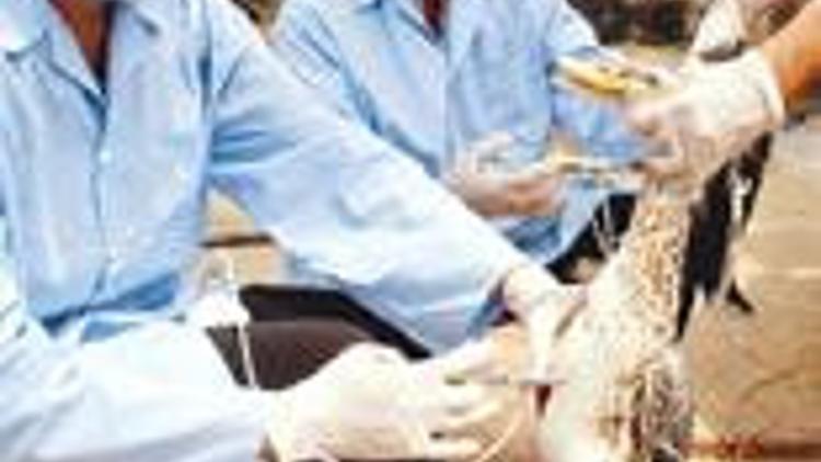 20 soruda 'Kuş gribi'