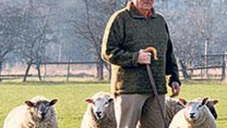 Koyun katliamında uzaylı ÅŸüphesi