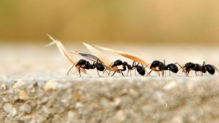 Rüyada Kırmızı Karıncalar Gezerken Topluluğu Evde Görmek