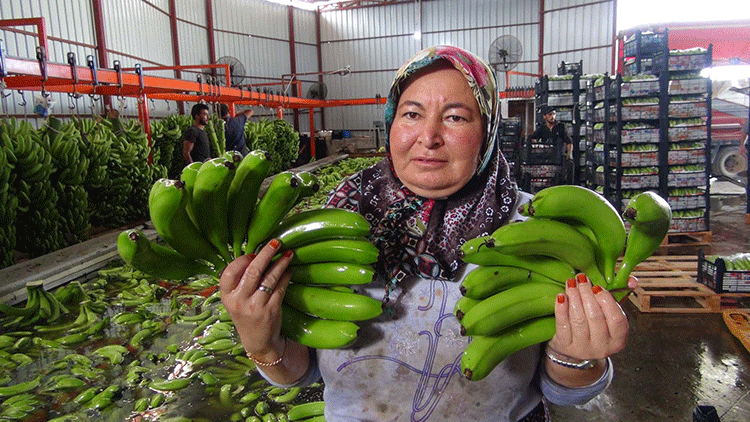 400 bin ton muz Silifke’den