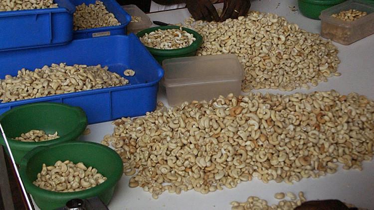 Batı Afrika'da kaju krizi