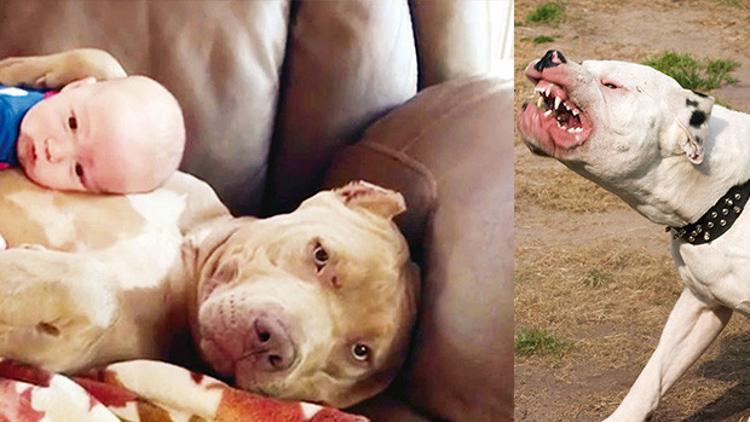 O da Pitbull bu da
