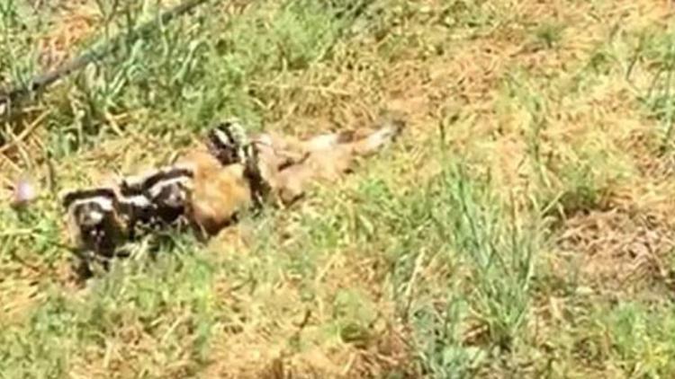 Isparta'da alaca sansarlar görüntülendi