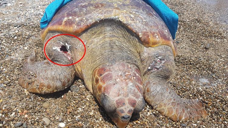 Antalya'da bulundu! 'Çok tuhaf bir durum, anlayamadık'