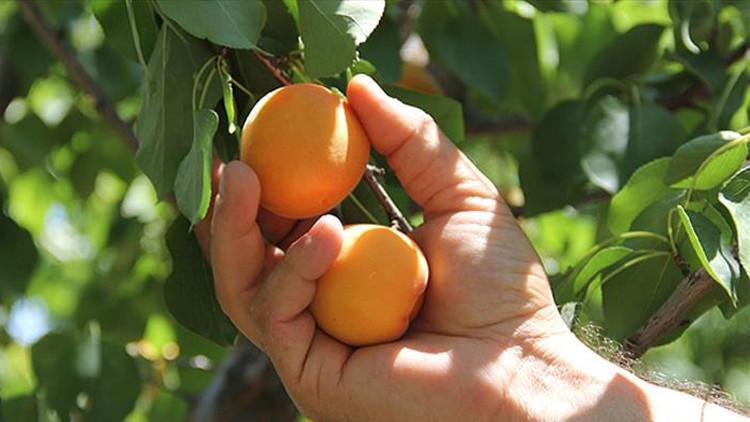 Malatya kayısısı tezgahlara indi