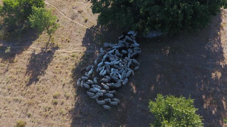 Drone'la tespit edildi