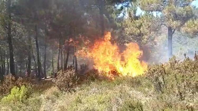 Son dakika... Sultanbeyli'de orman yangını