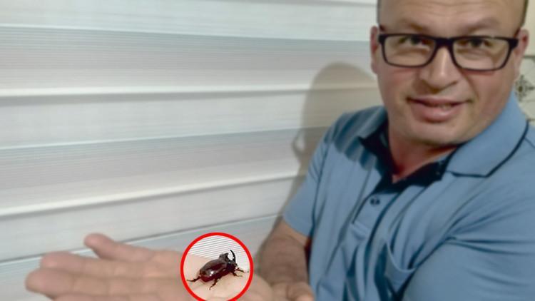 Mersin'de, gergedan böceği bulundu