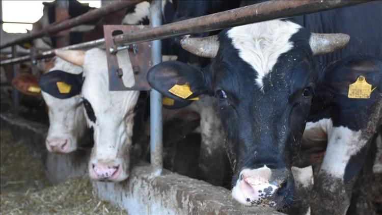 Toplanan inek sütü miktarı azaldı