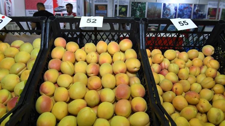 Güneşin Altın Yumurtası Kayısı Festivali başladı