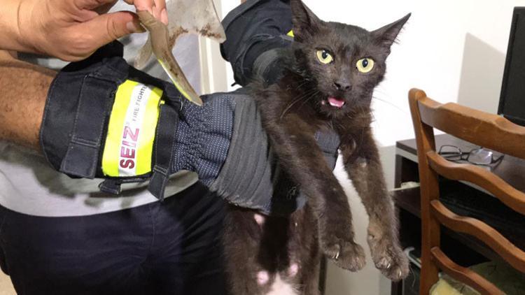 "İnatçı" kedi yakalandı