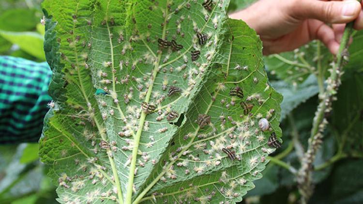 Doğu Karadeniz’de 'vampir kelebek' alarmı! 'Akşamları evde ışık bile yakamaz hale geldik'