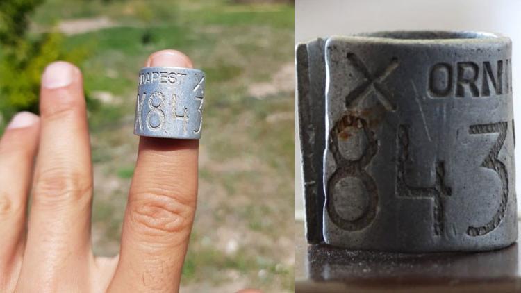 34 yaşındaki leylek Eskişehir’de elektrik tellerinde can verdi
