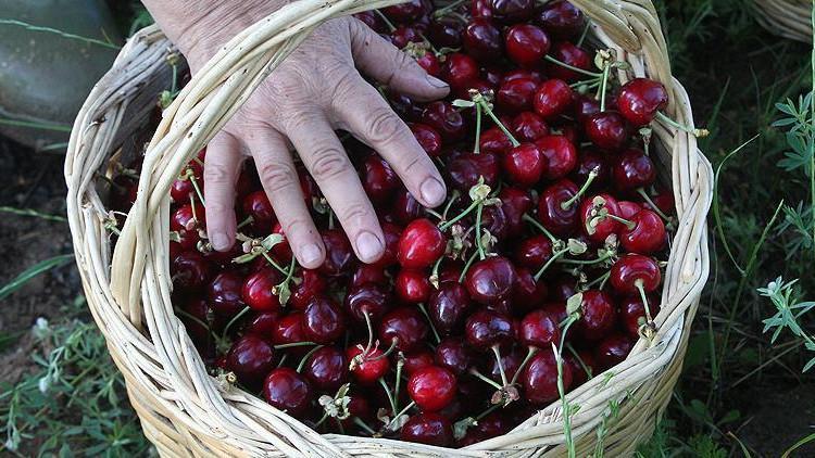 Çinliler Türk kirazını sevdi