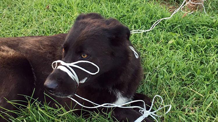 Büyük vicdansızlık! Köpeğin ayağını ve ağzını bağlayıp ölüme terk ettiler