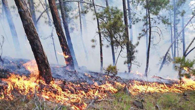 Son dakika... Sinop'taki orman yangını 2 saatte söndürüldü