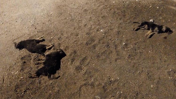 Yavru köpekleri ezdi, hiçbir şey olmamış gibi kaçtı!