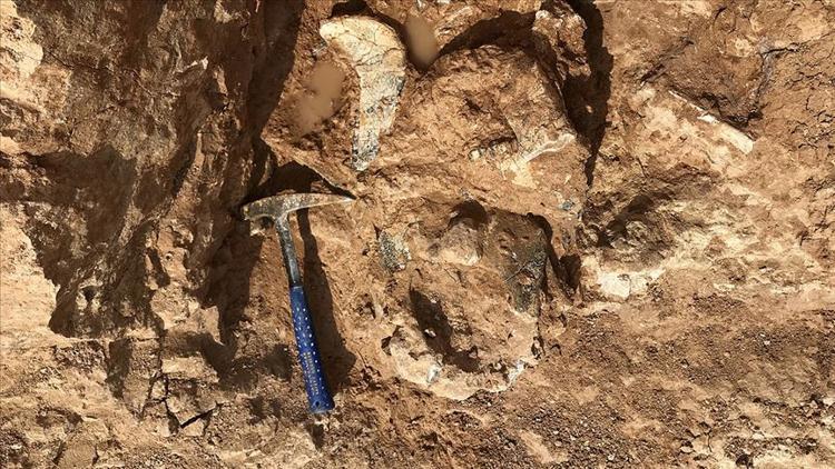 'Dünyanın en büyük papağanının' kalıntıları bulundu