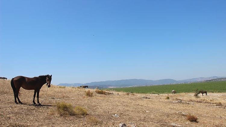 İzmir'de şoke eden olay! Bağlı, yem ve su yok... Ölüme terk edildiler