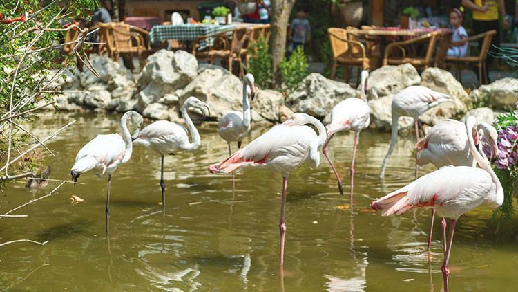 Tüyleri kesilmese uçarlardı... Restoranın süs havuzunda flamingoların ne işi var!