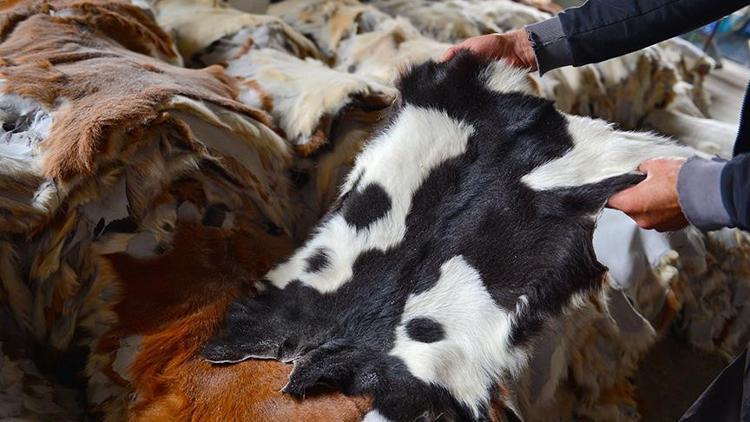 Kurban derisi nasıl değerlendirilmelidir? Kurbanlık derisi ne yapılır?