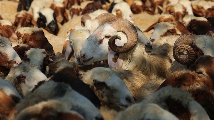 Kurban en son ne zaman kesilir? Diyanet cevapladı