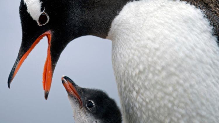 İnsan boyutunda dev penguen fosilleri bulundu