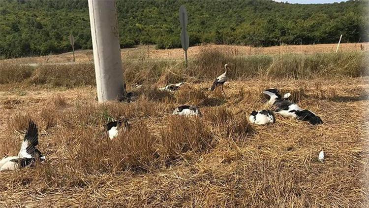 Vatandaşlar görüp haber verdi! Nedeni araştırılıyor