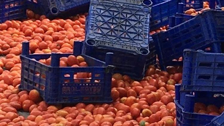 "Çöp konteynerlerine dökülen domates görüntüleri" ile ilgili açıklama