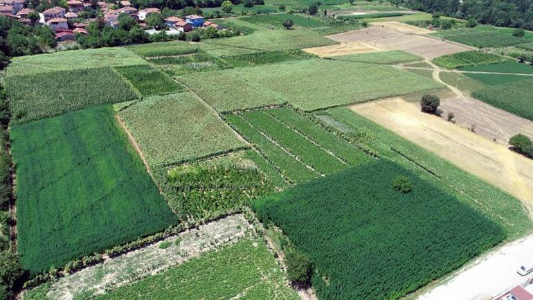 Türkiye bunları bekliyor Boyları 5 metreyi aştı