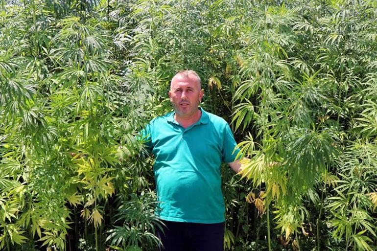 Türkiye bunları bekliyor Boyları 5 metreyi aştı