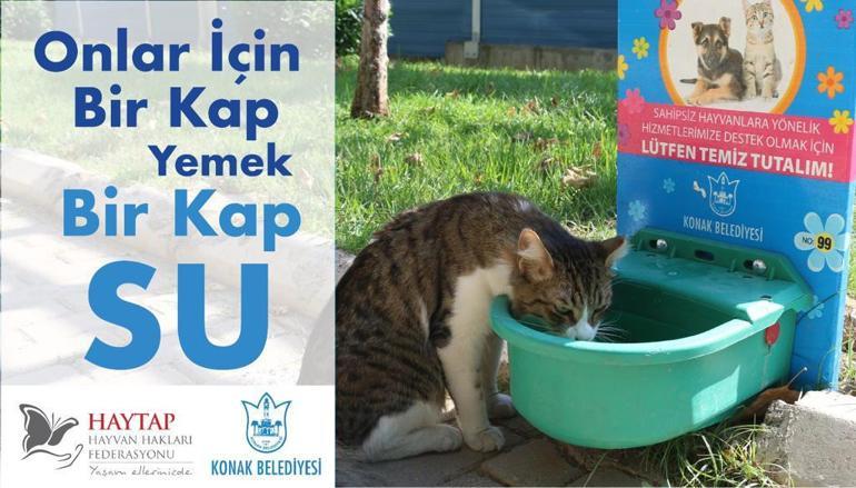 İzmirli belediyelerden sokak hayvanları için seferberlik