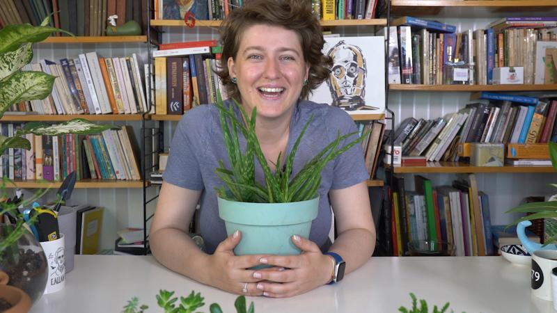 Aloe Vera bitkisi nasıl çoğaltılır?