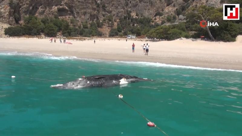 Dead whale washes ashore in Turkey’s