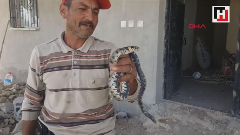 Eve giren yılanı elleriyle yakalayıp, doğaya bıraktı