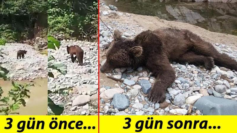 Boz ayı görüldüğü yerde, 3 gün sonra vurulmuş halde bulundu
