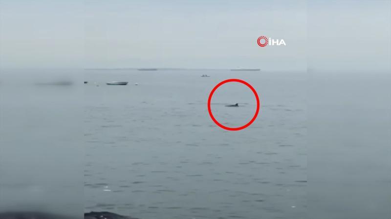 Pendik’te yunusların gösterisi kamerada