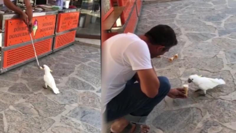Papağanın dondurmacıyla "imtihanı" güldürdü