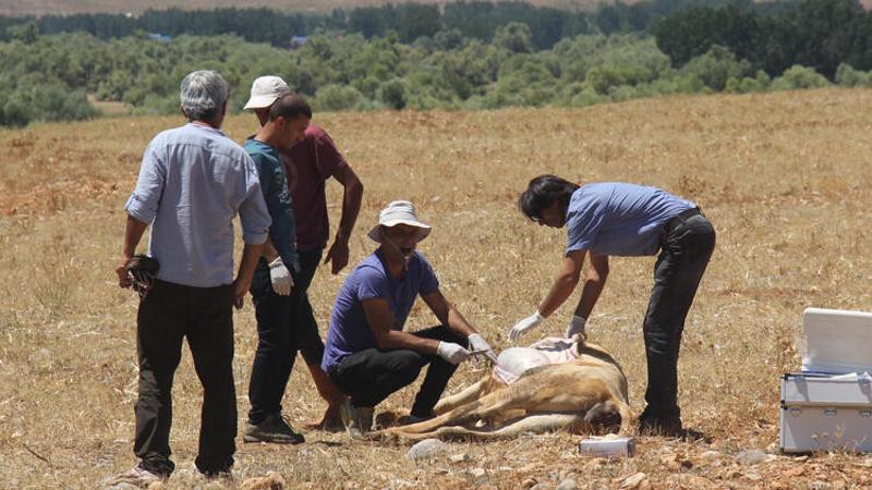 Tunceli'de ekipler zehirlenen inekler için seferber oldu