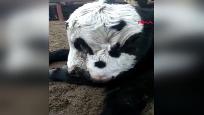 3 gözlü, 2 ağızlı doğan buzağı şaşkınlık yarattı