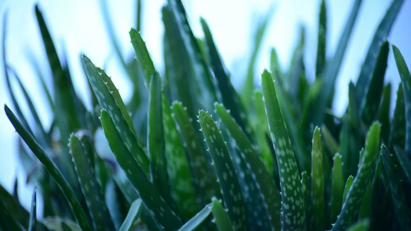 Aloe Vera bitkisi nasıl çoğaltılır?