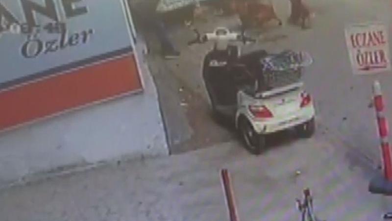 Gebe kediyi pitbullun önüne atıp parçalattılar