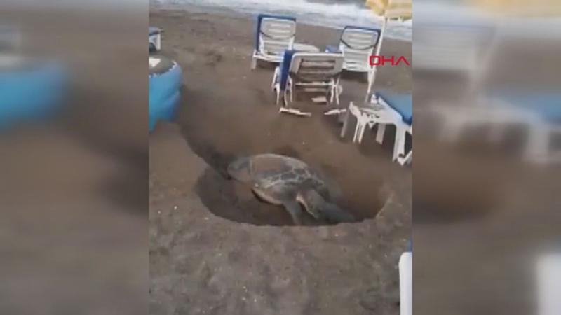 Şezlonglar arasında yumurtlama alanı arayan kaplumbağa tartışması