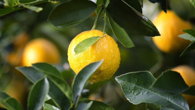 Limon çekirdeği filizlendirme