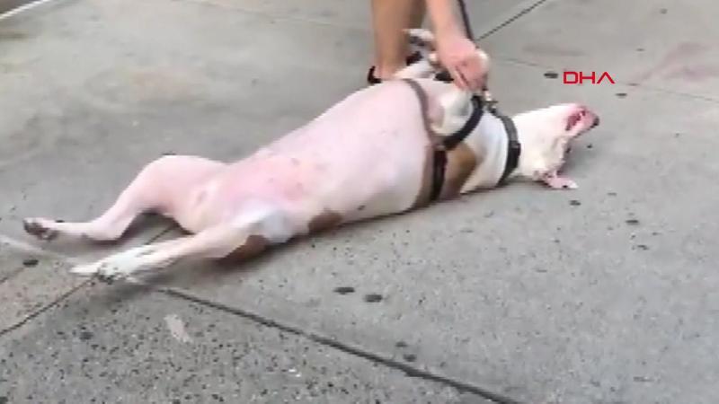 Köpeğin 'yürüyüş inadı' milyonları güldürdü