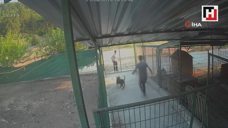 Barınağa giren hırsızlar pitbull cinsi köpekleri çalıp kaçtı