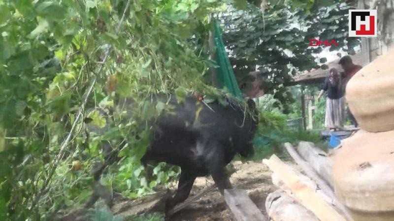 Rize'de kaçan kurbanlıklar ortalığı birbirine kattı 2 yaralı