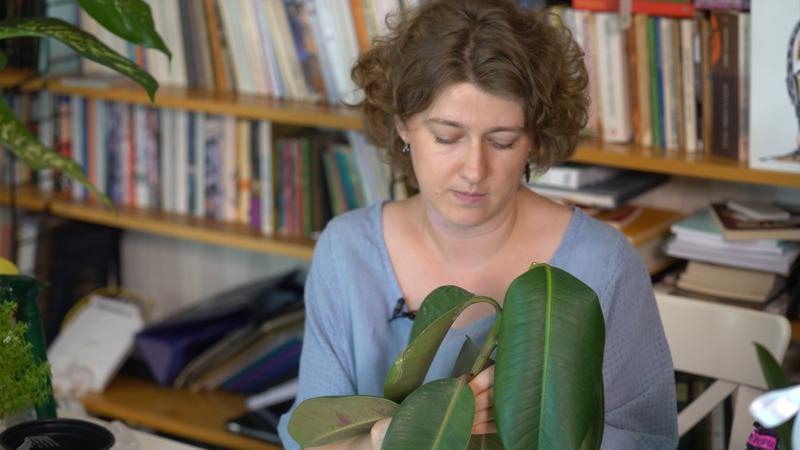 Ficus elastica nasıl çoğaltılır?